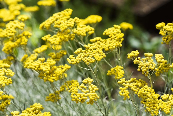 Helichrysum Essential OiIl