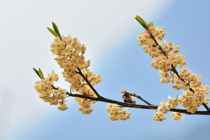 Litsea Essential Oil