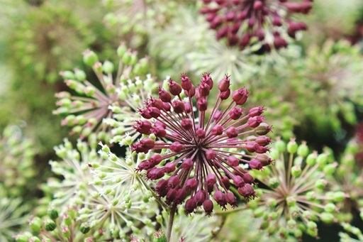Spikenard Essential OIl