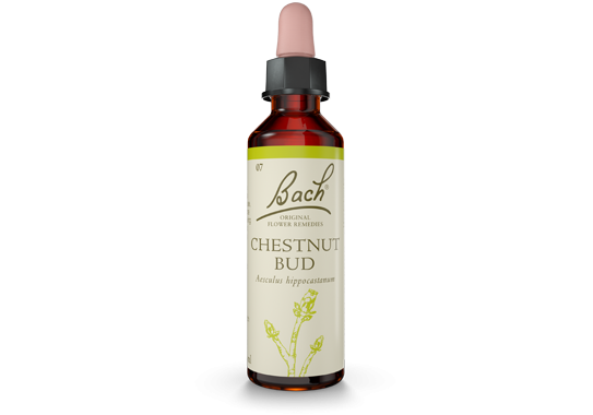 Chestnut Bud Bach Flower Remedy