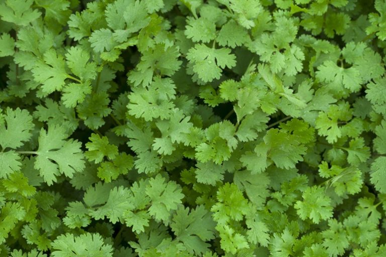 Cilantro Coriander Essential Oil