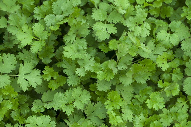 Cilantro Coriander Essential Oil