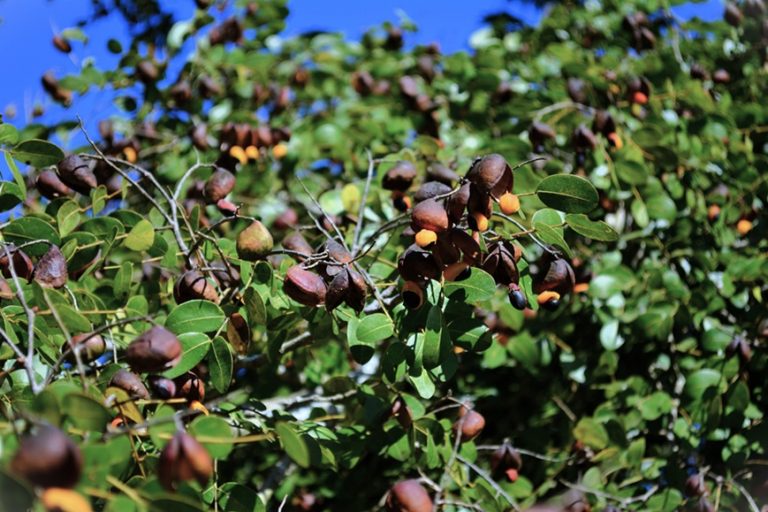 Copaiba Essential Oil