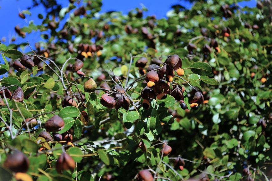 Copaiba Essential Oil