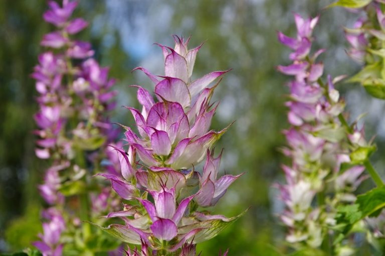 Clary Sage Essential Oil
