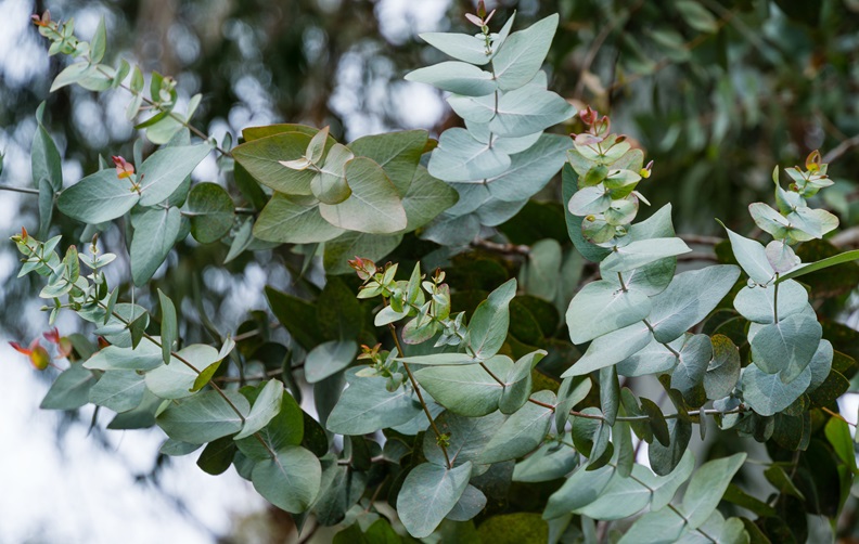 Eucalyptus Essential Oil