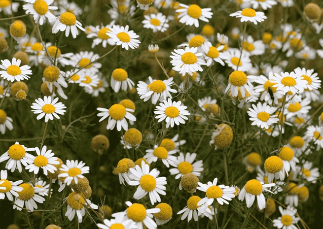 German | Blue Chamomile Essential Oil