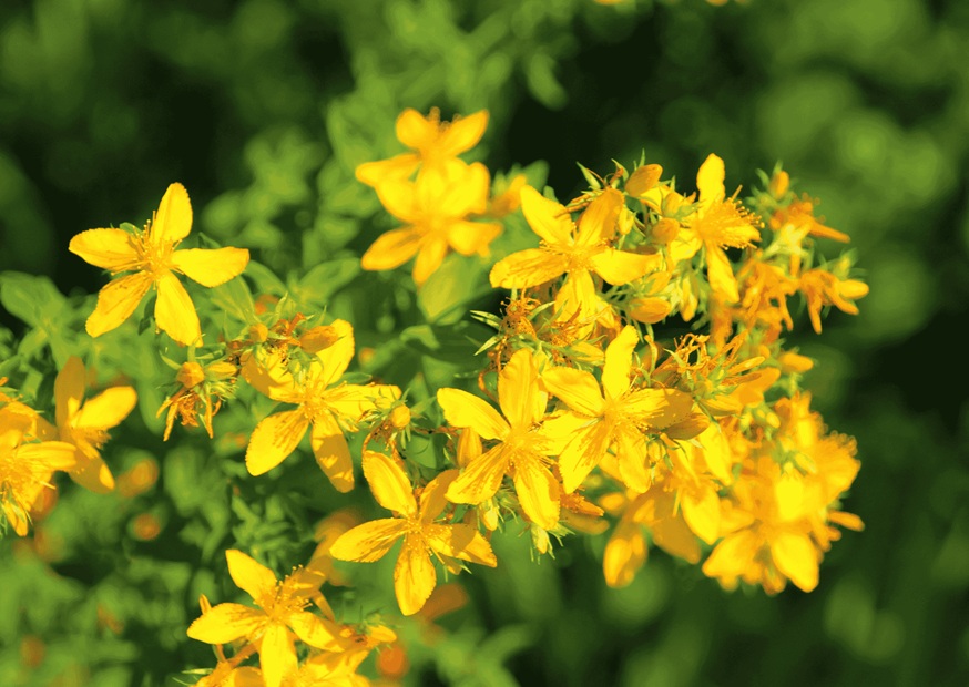 St John's Wort Essential Oil