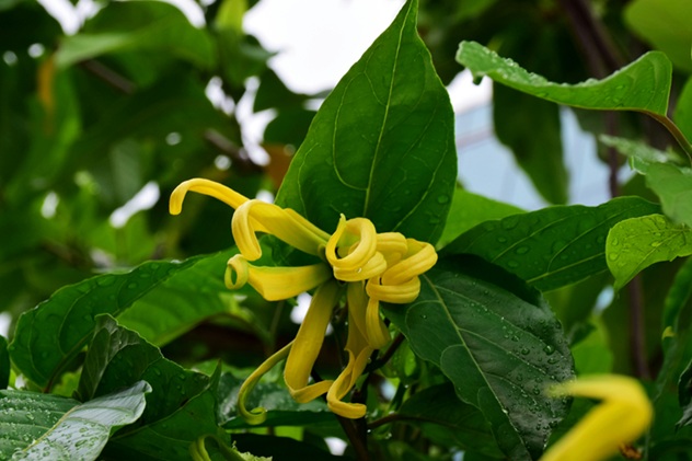 Cananga Essential Oil